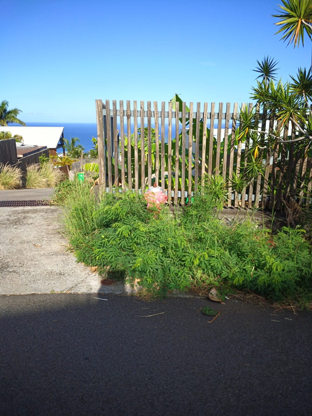 Hydrant caché dans la végétation avant intervention CHR